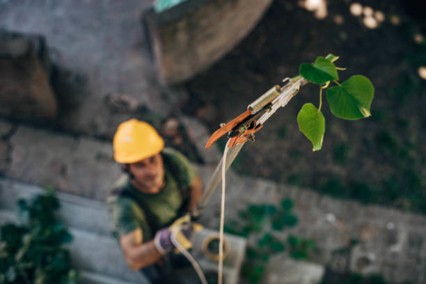 How Our Tree Care Process Works  in  North Liberty, IN