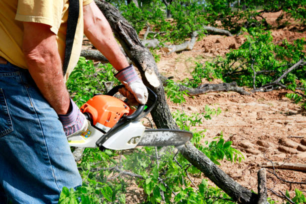 Best Tree Disease Treatment  in North Liberty, IN